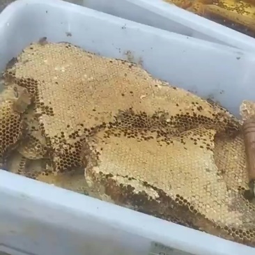 ***野生蜂蜜