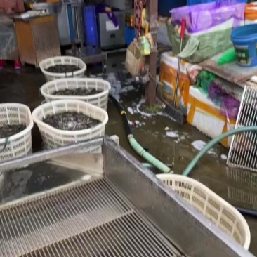 泥鳅