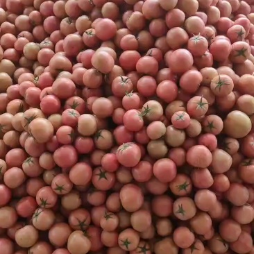 粉果番茄