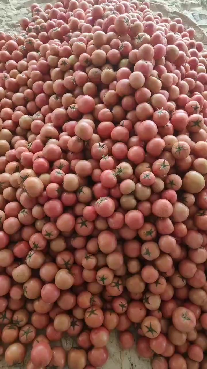 粉果番茄