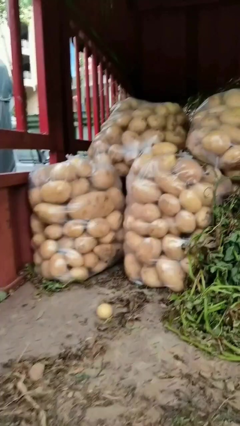 土豆
