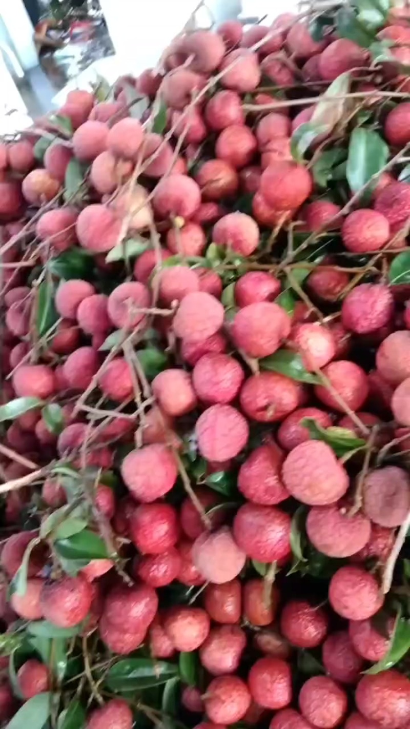 叶荔枝总果