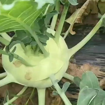辽宁锦州苤蓝大量上市
