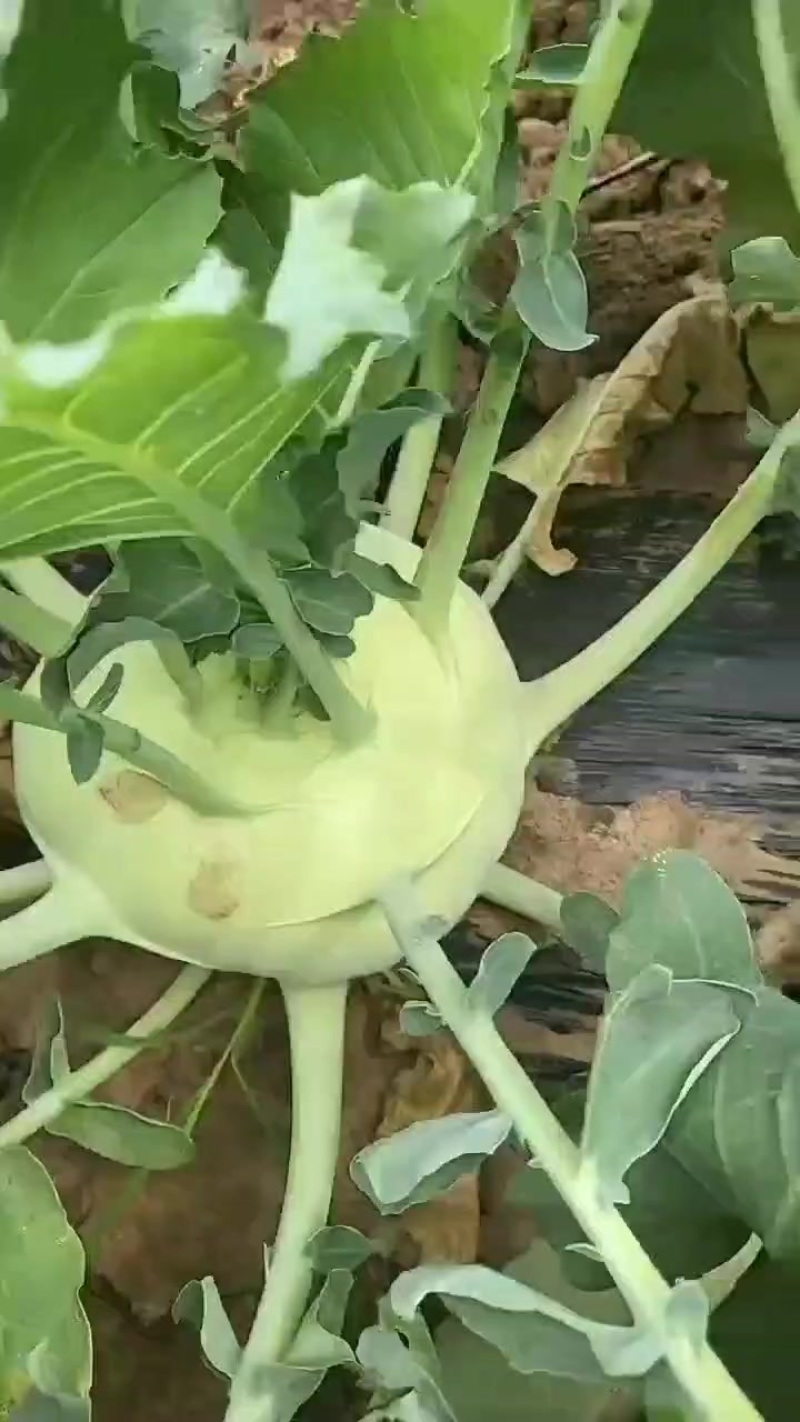 辽宁锦州苤蓝大量上市