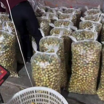 专业油甘果橄榄果