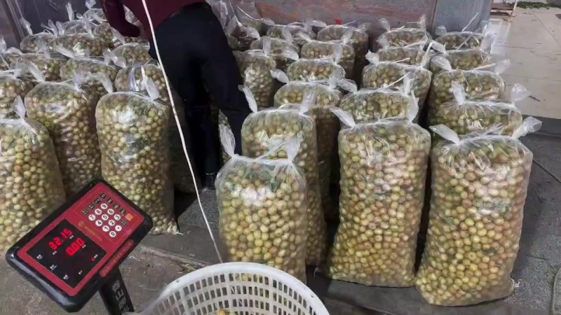 专业油甘果橄榄果
