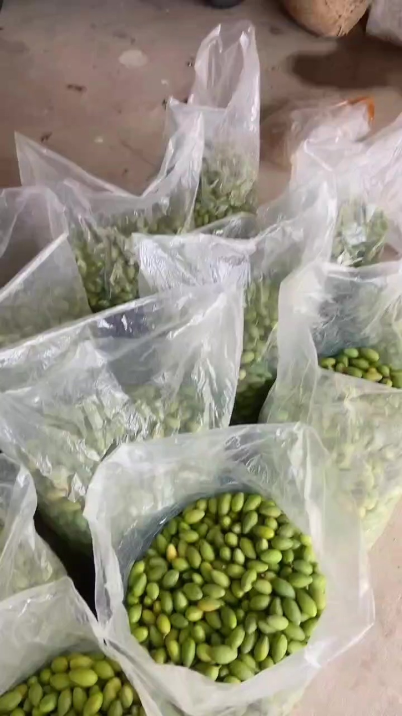 专业油甘果橄榄果