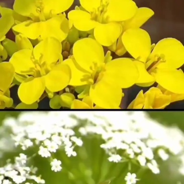 土蜂蜜