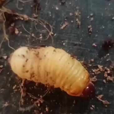 竹笋虫