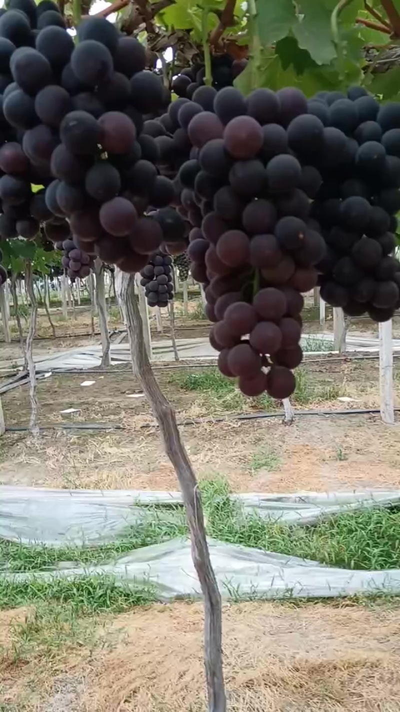 巨峰葡萄