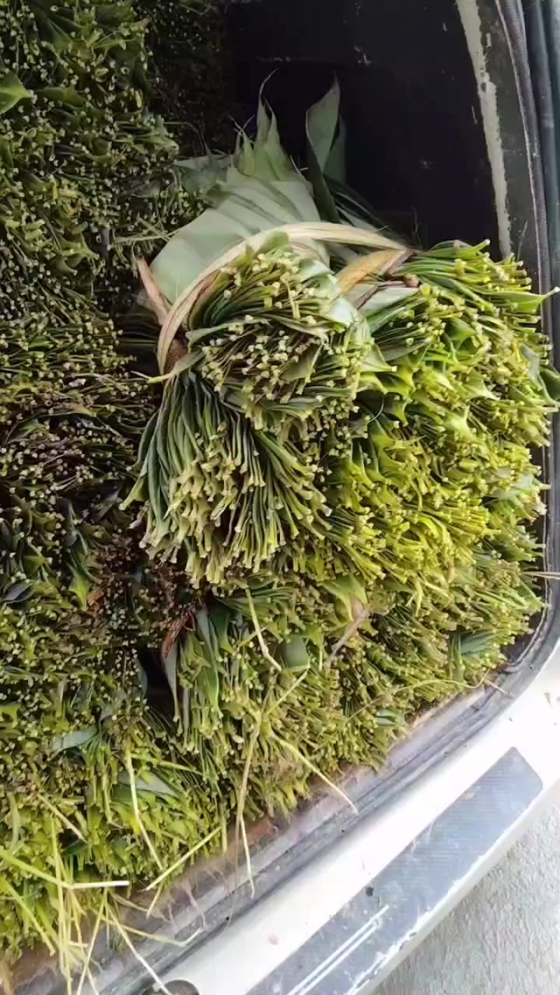 粽叶