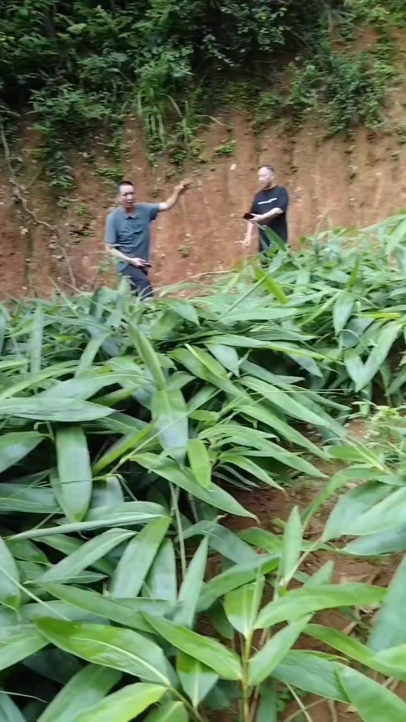 粽叶