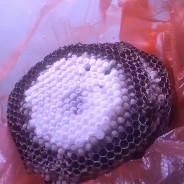树蜂蛹。黄脚蜂蛹。
