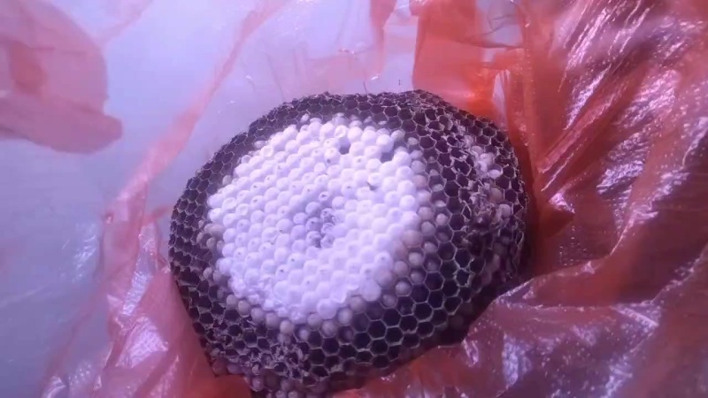 树蜂蛹。黄脚蜂蛹。