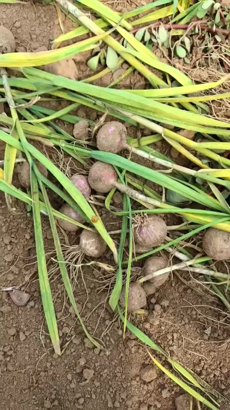 辽宁绥中独头蒜大量上市！***********
