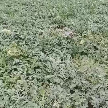 西瓜
