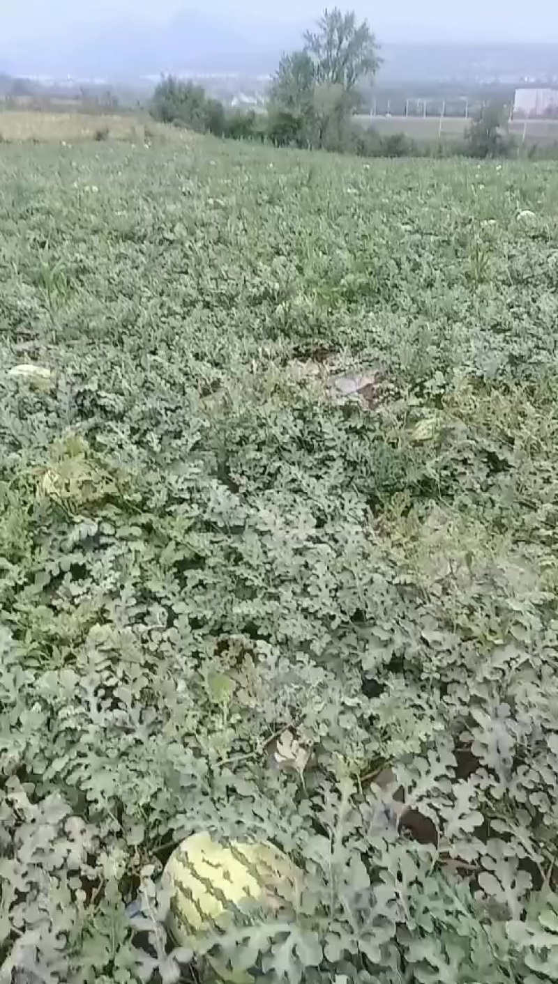 西瓜
