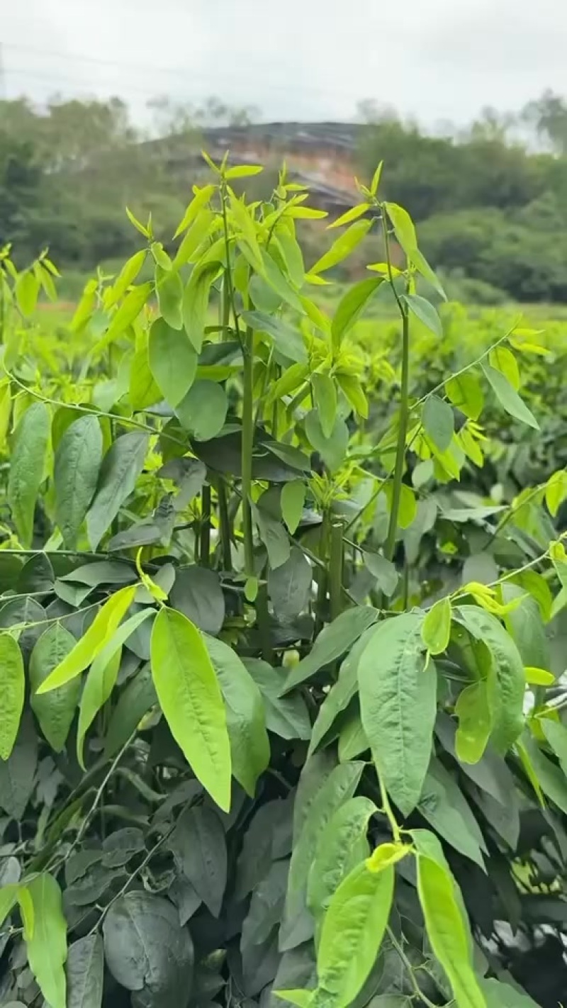 树仔菜