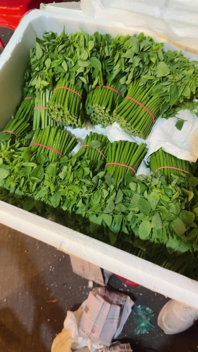 树仔菜