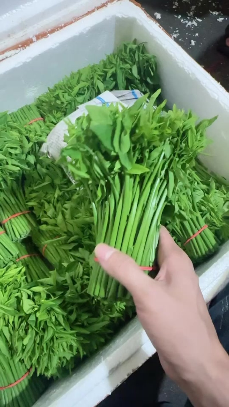 树仔菜
