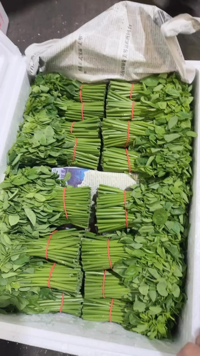 树仔菜