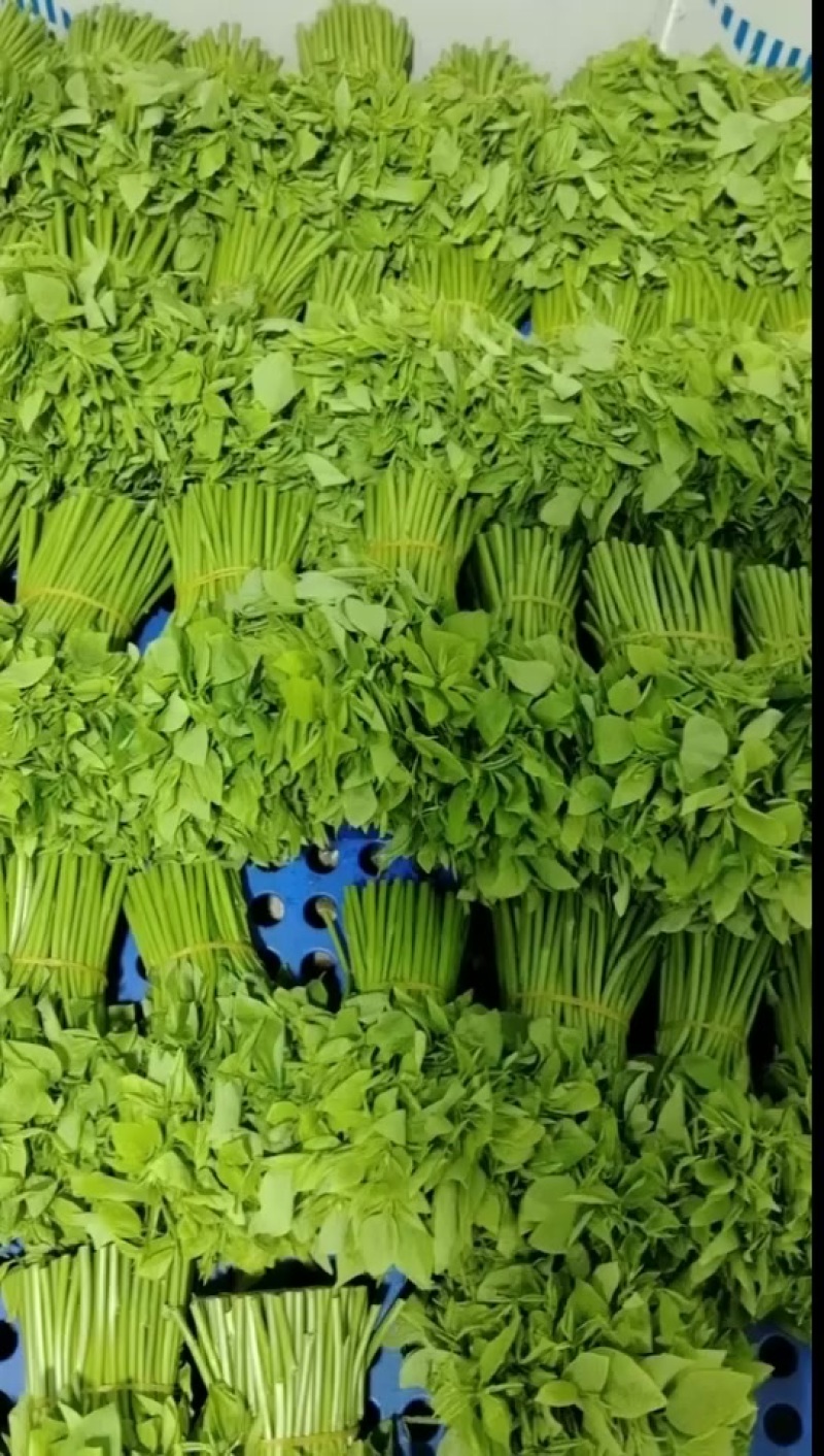 树仔菜