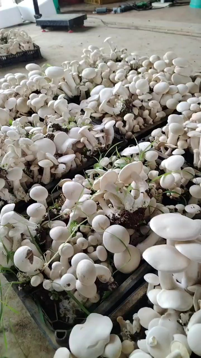 白松茸
