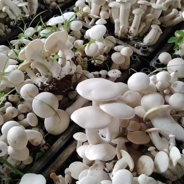 白松茸