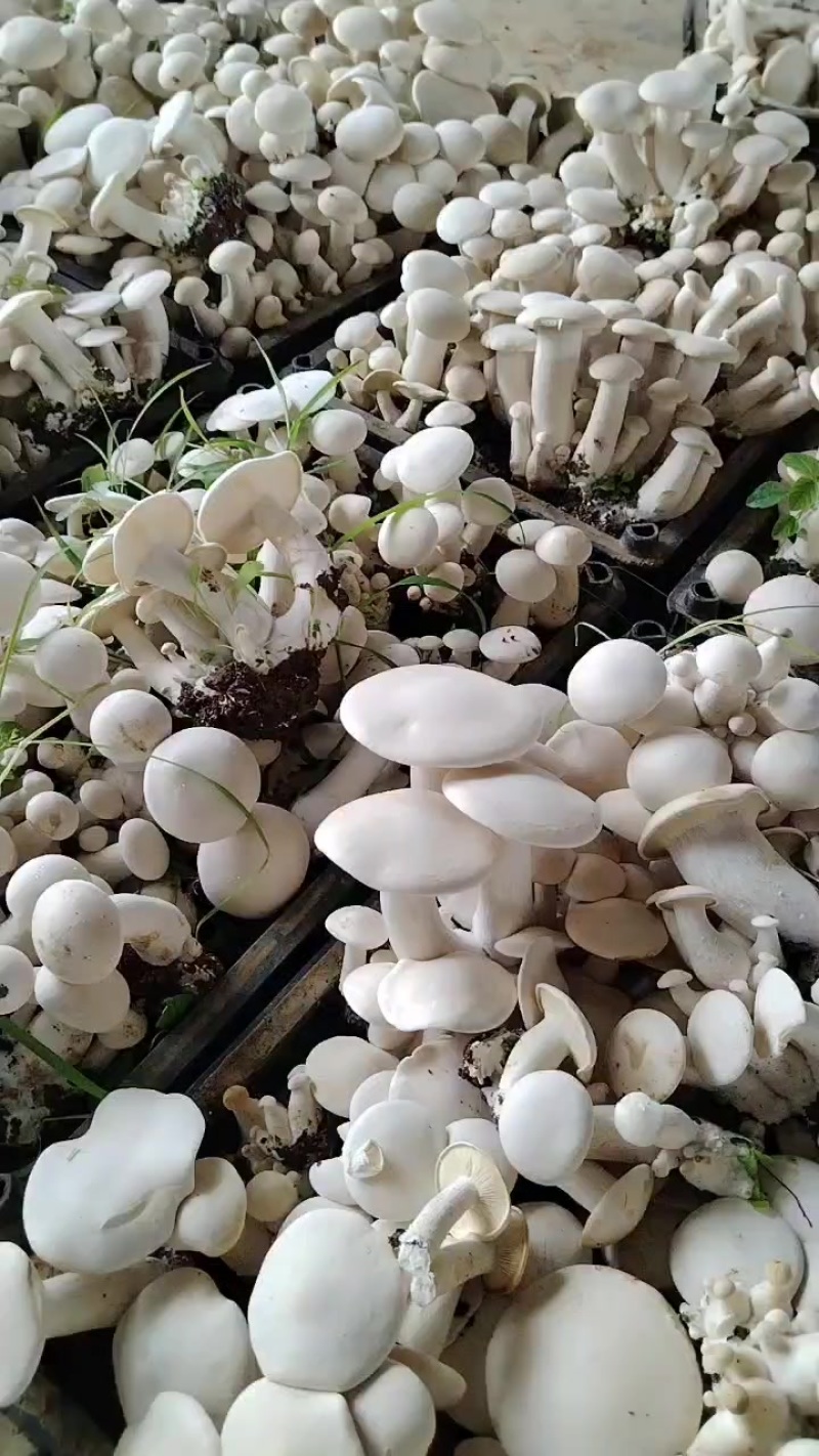 白松茸