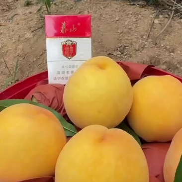 黄桃大量上市，产地直发，山东邹城市香城镇。