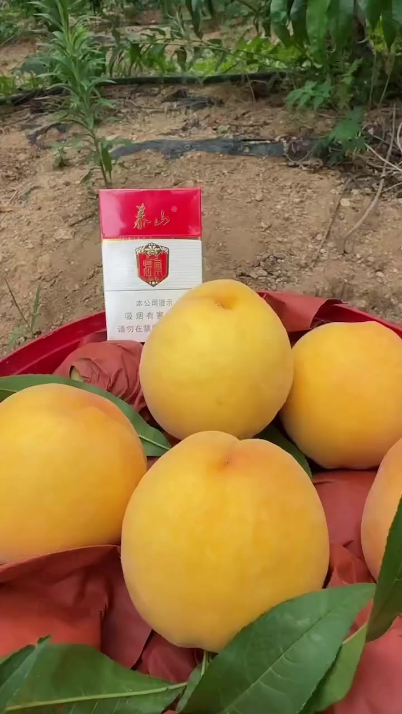 黄桃大量上市，产地直发，山东邹城市香城镇。