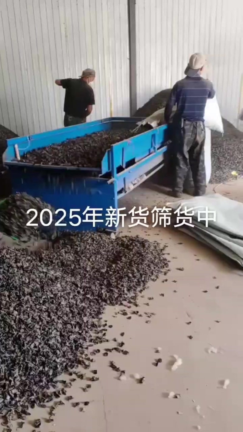 2025新耳大量筛选中，圆边菜，黒厚无根