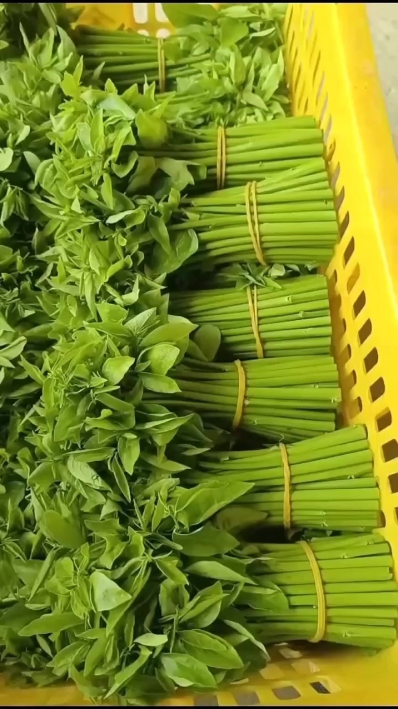 树仔菜