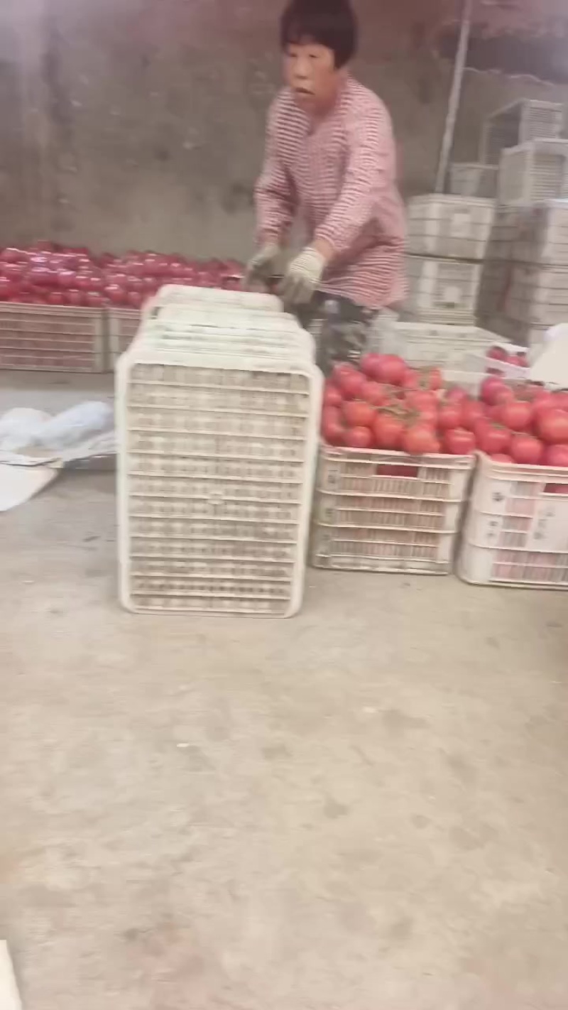 辽宁西红柿一块四五到一块七八