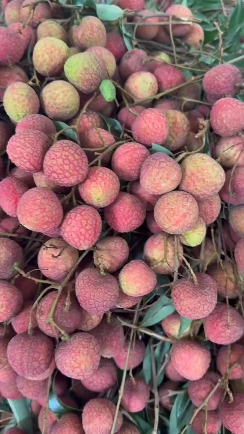 广西黑叶荔枝大量现货供应