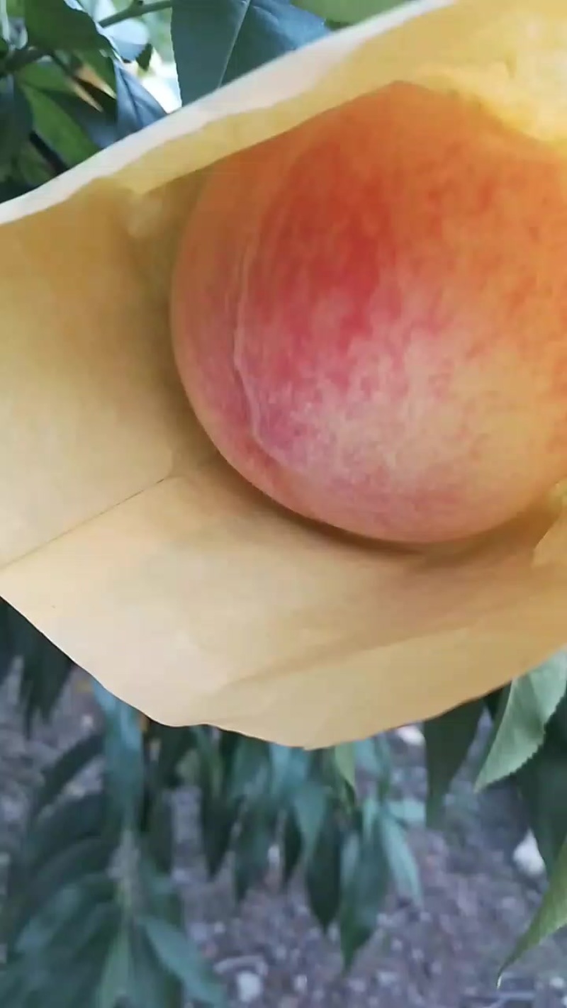 奉化水蜜桃
