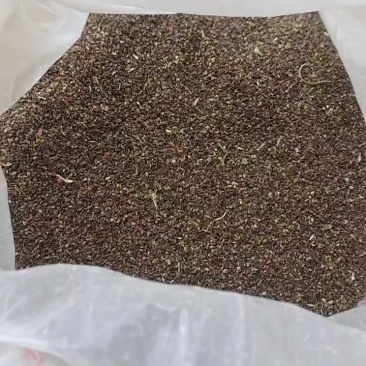 野生益母草草籽