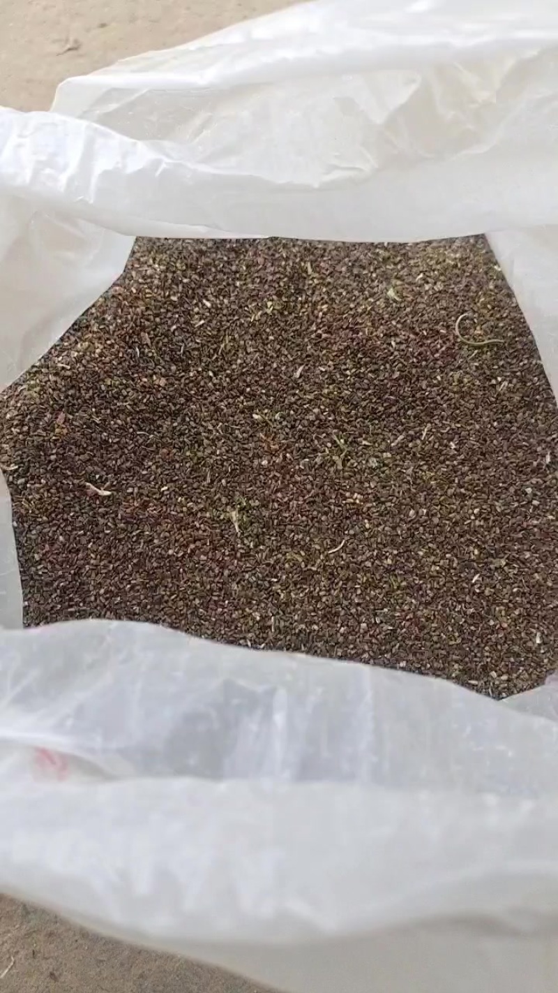 野生益母草草籽