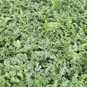 陕西蓝田甜度13+