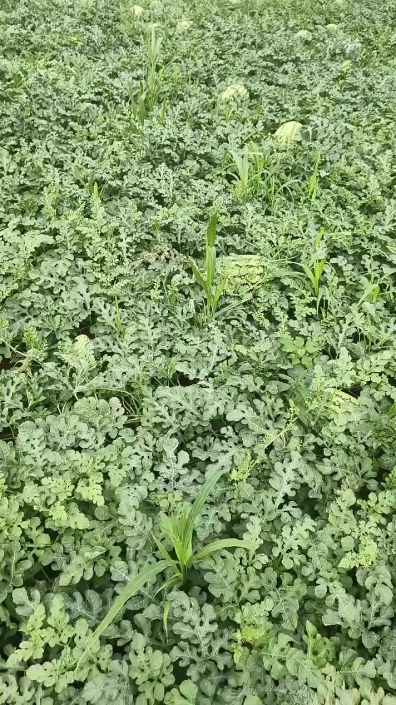 陕西蓝田甜度13+