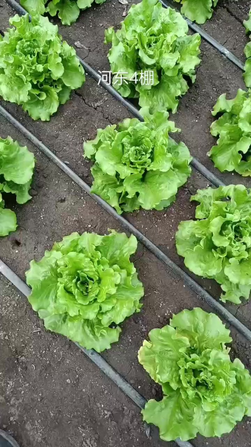 蔬菜