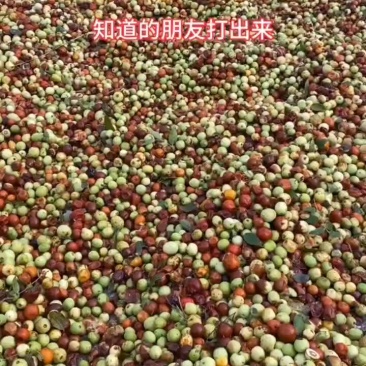 陕北酸枣