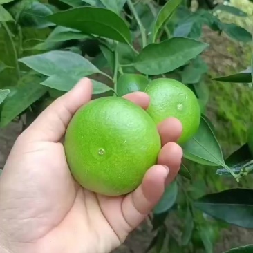 云南蜜橘上市