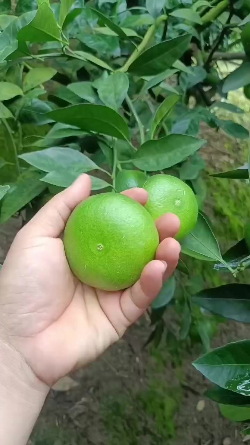 云南蜜橘上市