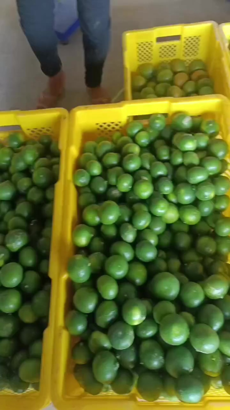 云南蜜橘上市