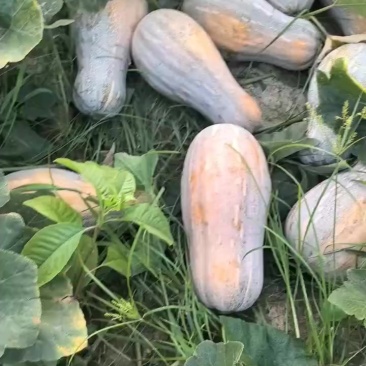 蜜本南瓜