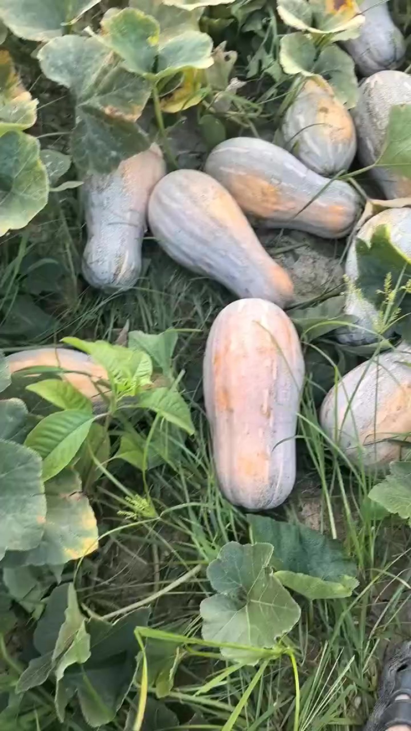 蜜本南瓜