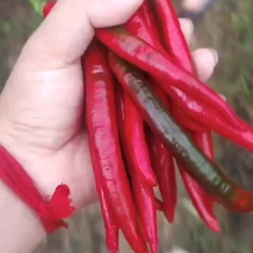 新鲜出炉