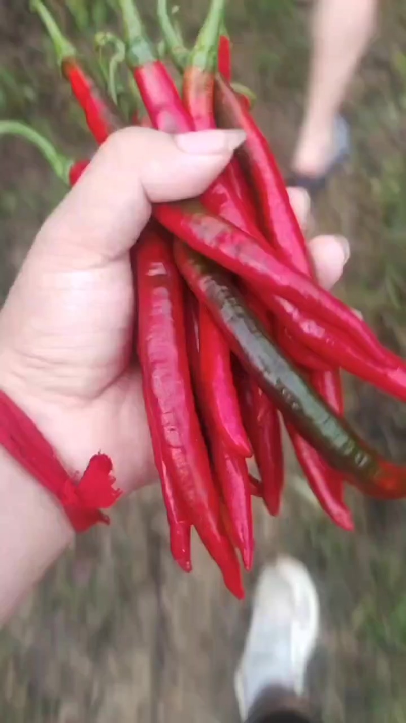 新鲜出炉