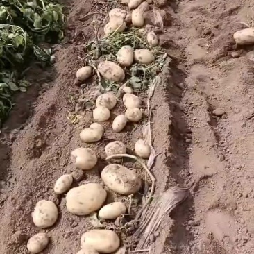 精品沃土五号